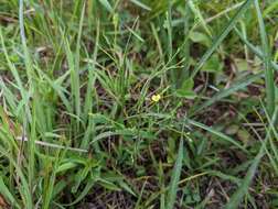 Image of stiff yellow flax