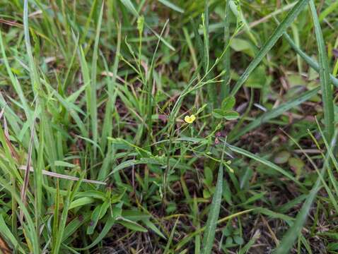 Image of stiff yellow flax