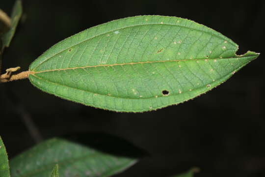 Miconia cataractae Triana的圖片