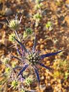 Eryngium dilatatum Lam. resmi