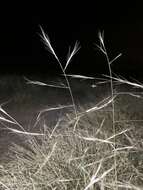 Image of spidergrass