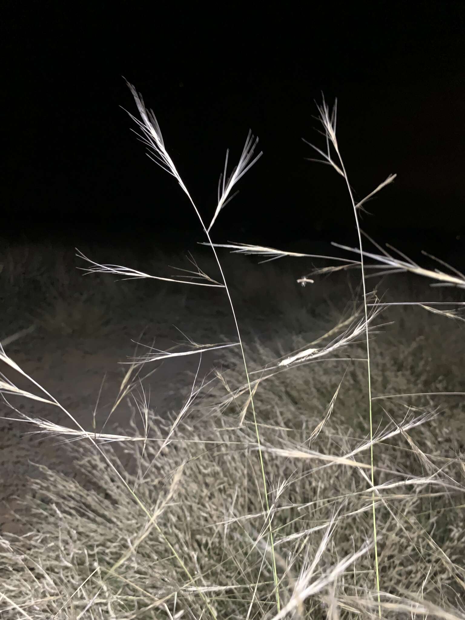 Image of spidergrass