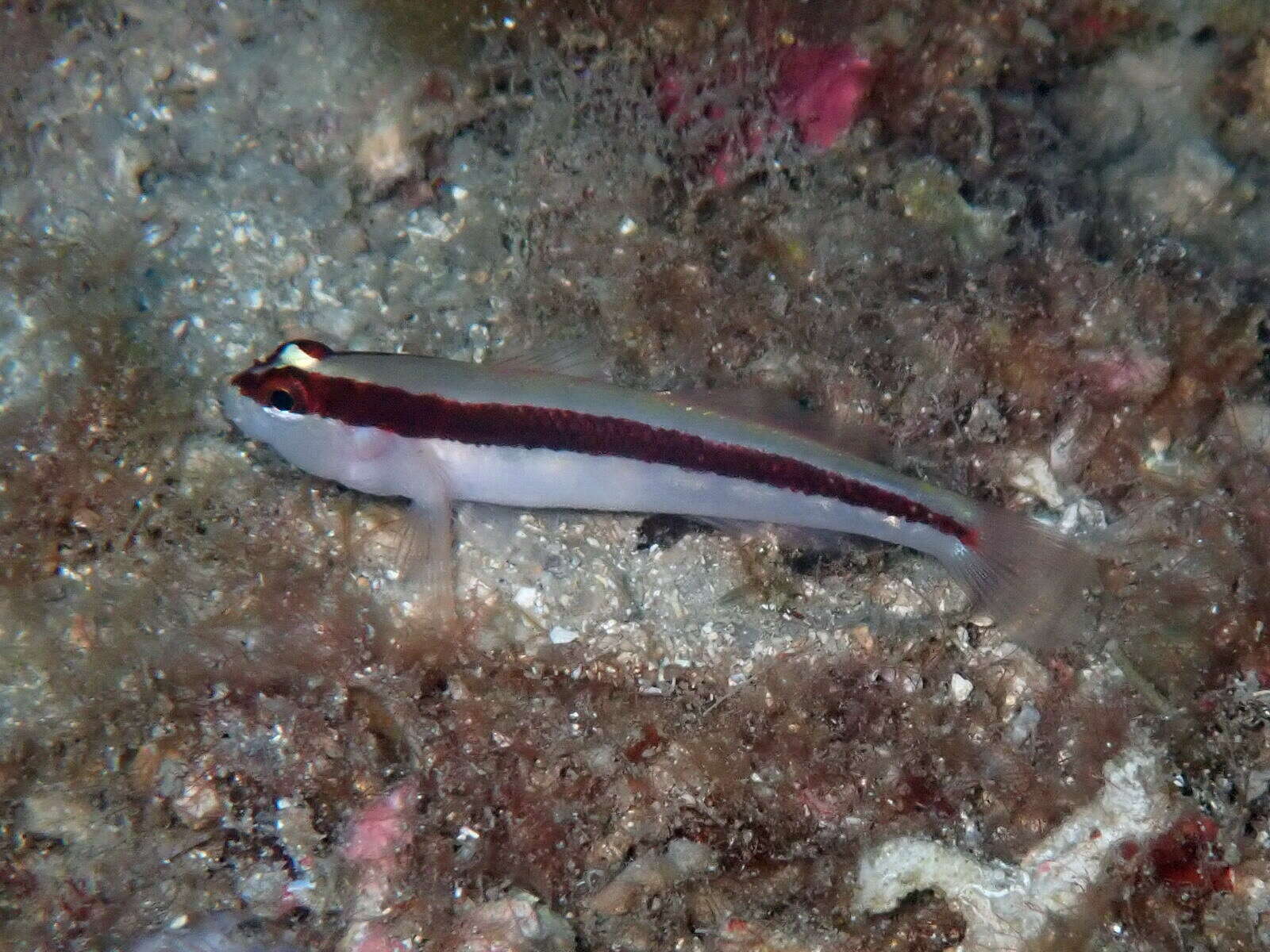 Image of Striped Goby