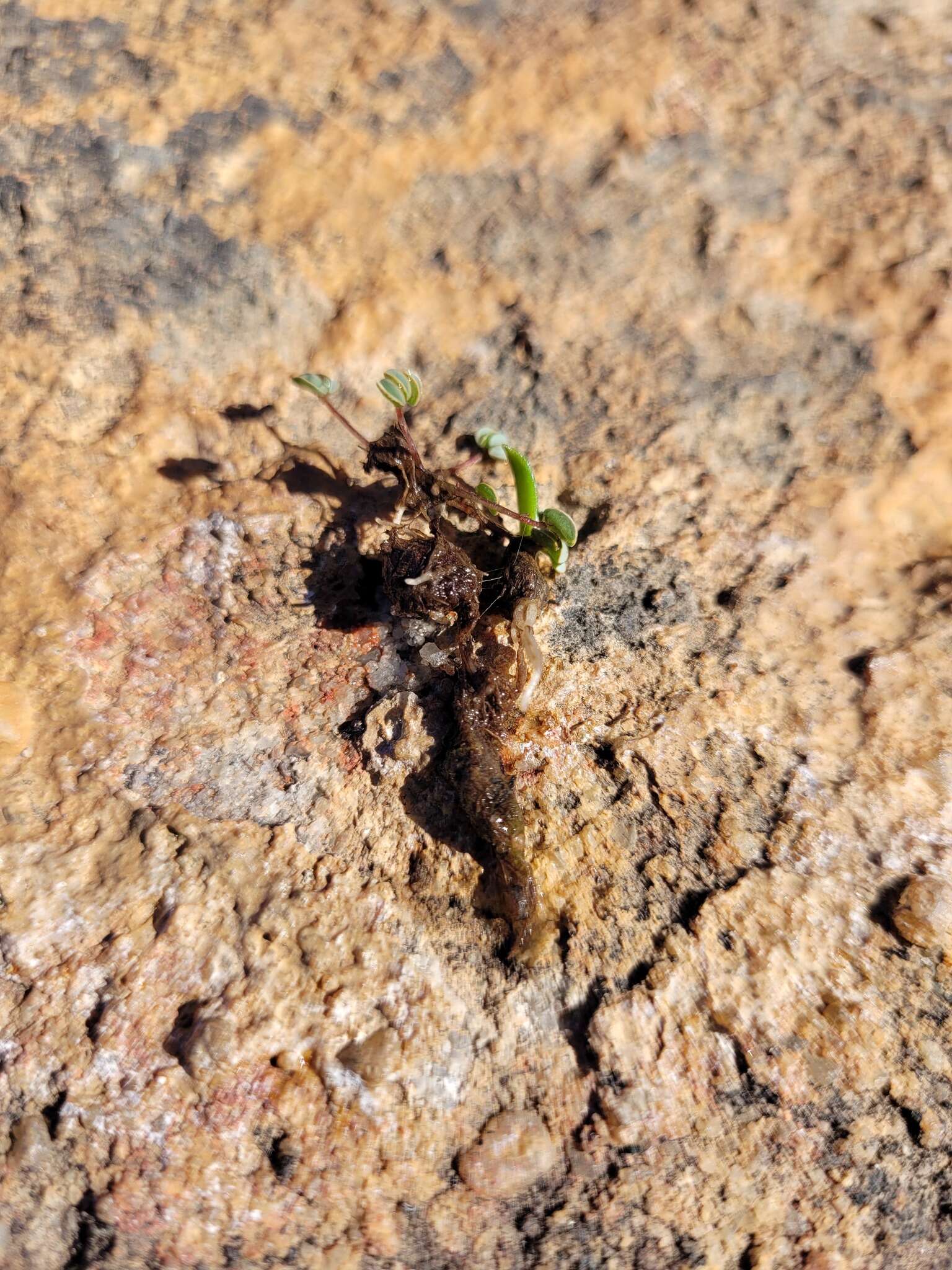 Sivun Oxalis oculifera E. G. H. Oliver kuva