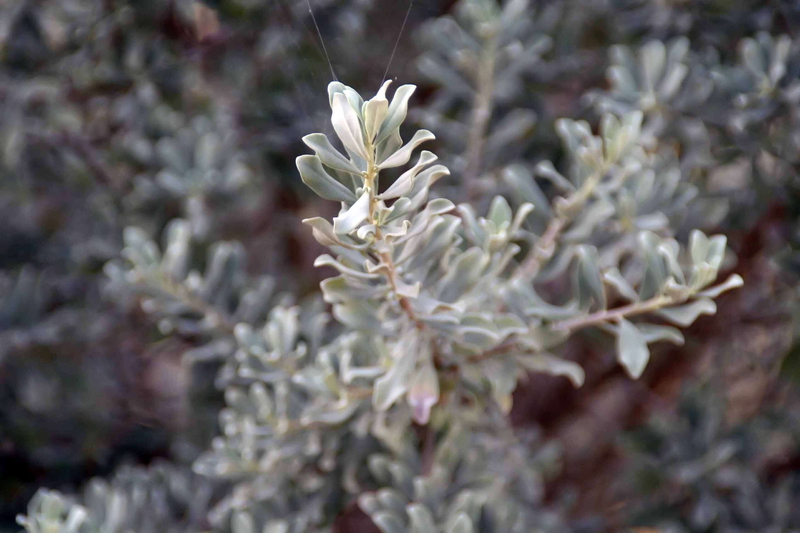 Imagem de Leucophyllum frutescens (Berl.) I. M. Johnston