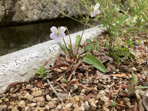 Image of Viola betonicifolia var. albescens (Nakai) Maekawa & Hashimoto