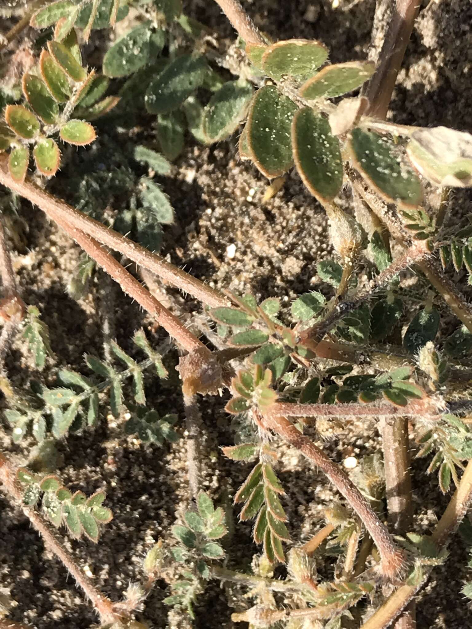 Sivun Kallstroemia californica (S. Wats.) Vail kuva