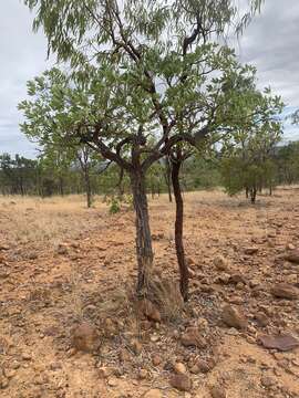 Alstonia actinophylla (Cunn.) Schumann的圖片