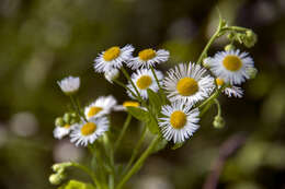 Image of eastern daisy fleabane