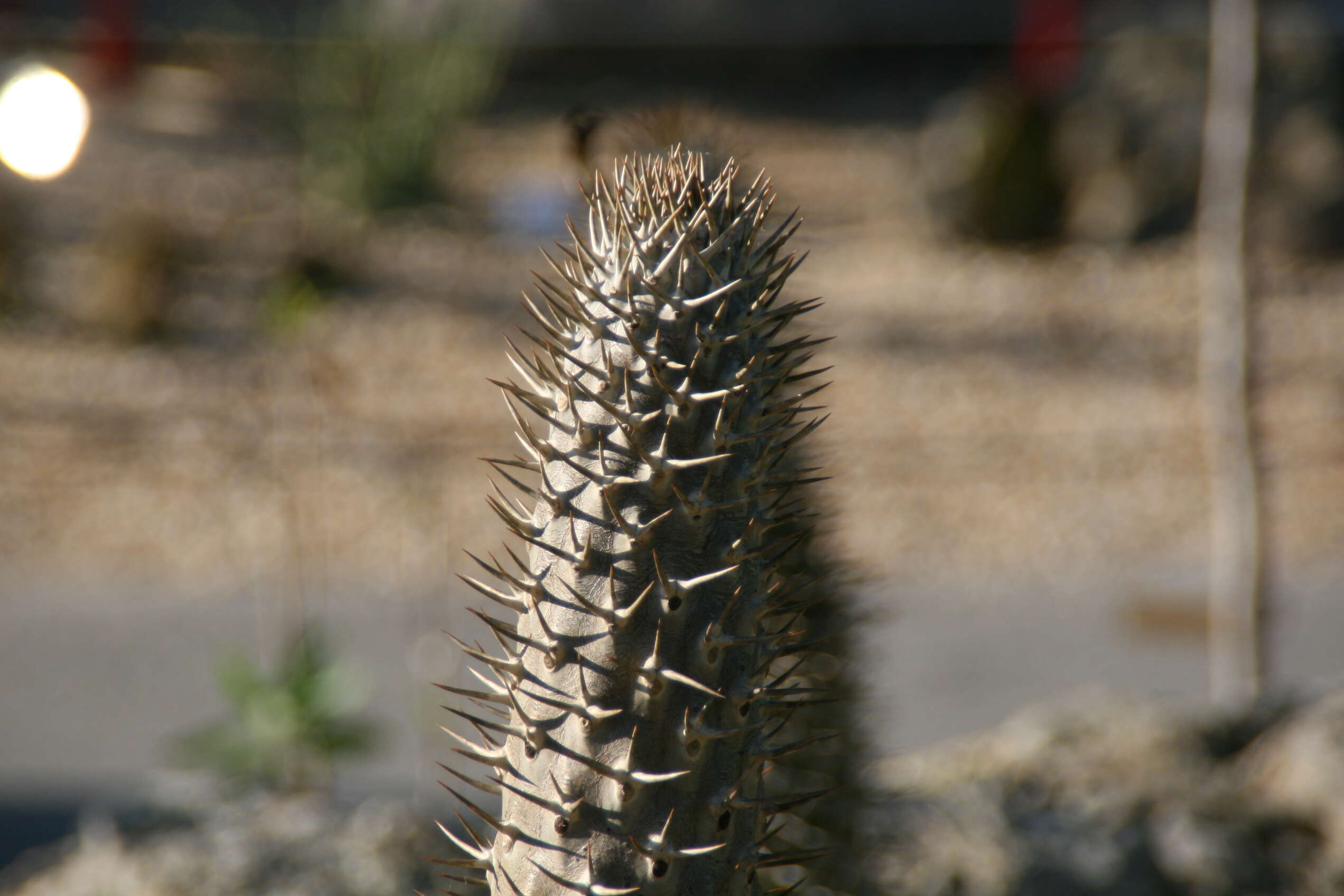 Image of Pachypodium lamerei Drake