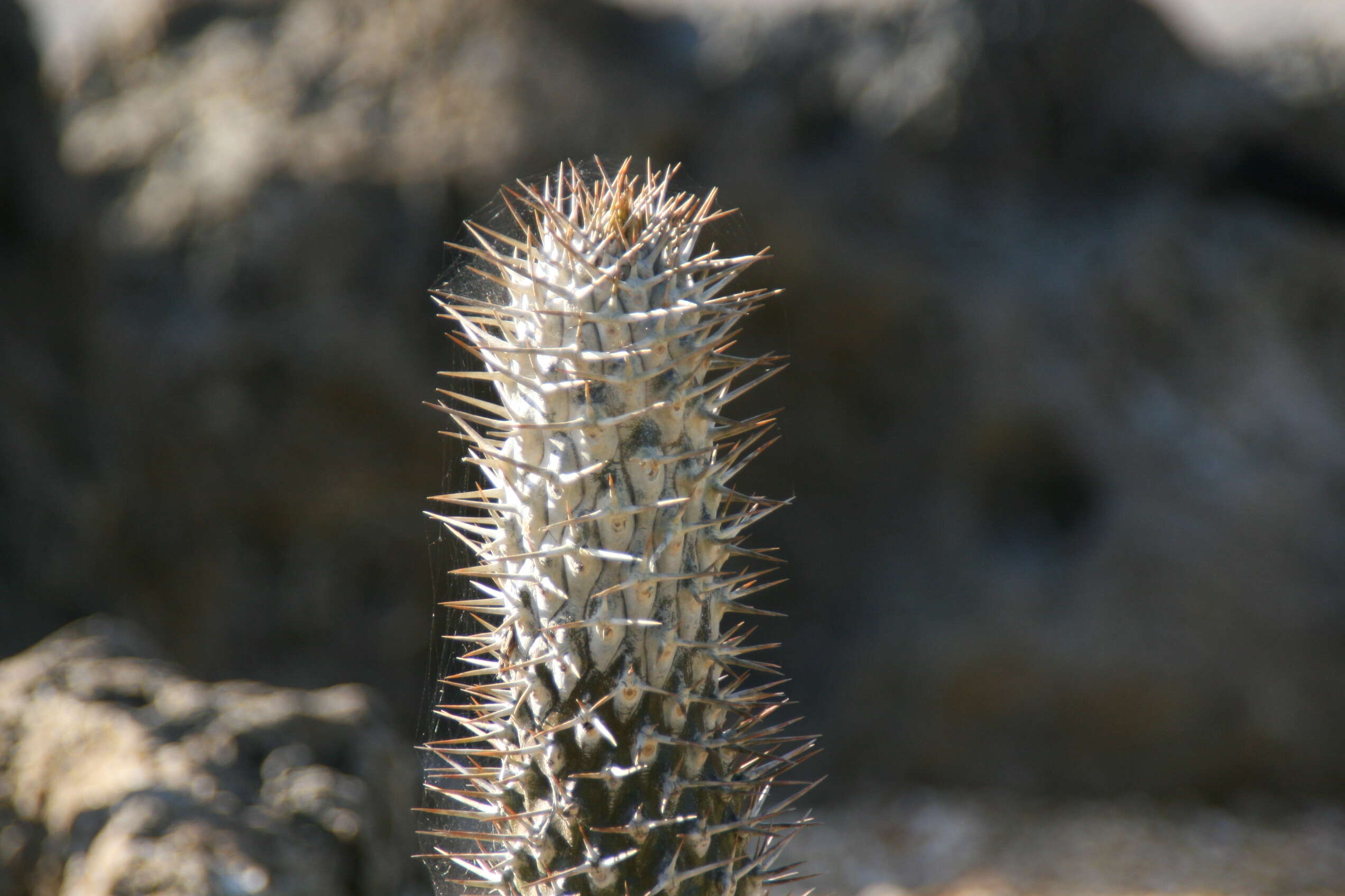 Image of Pachypodium lamerei Drake