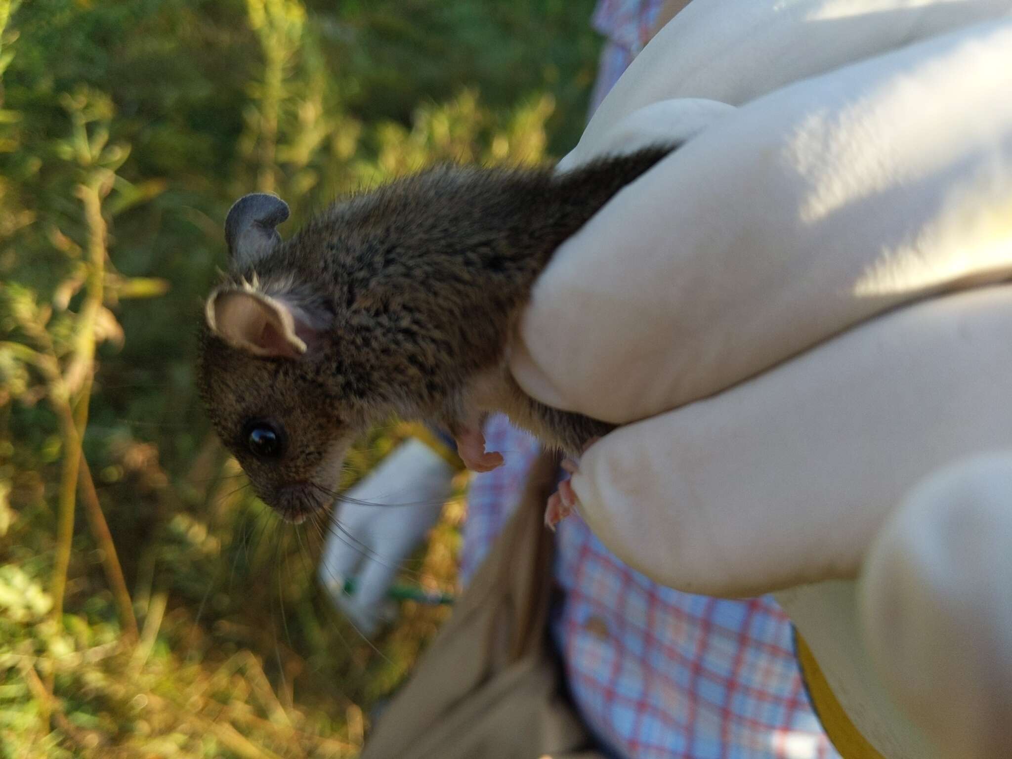 Image of <i>Peromyscus maniculatus bairdii</i>