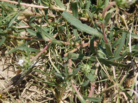 Image of Grindelia scorzonerifolia Hook. & Arn.