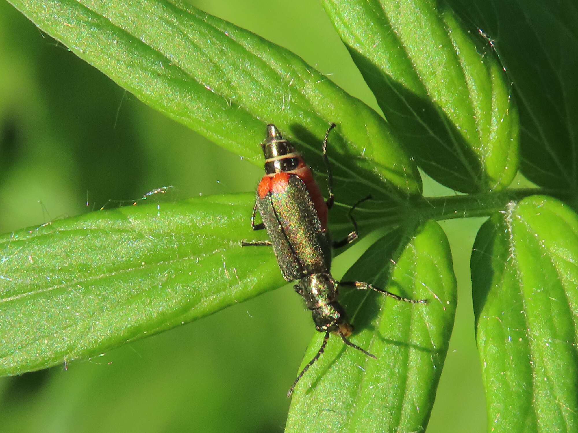 Слика од <i>Malachius bipustulatus</i>