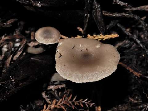 Image of Clitocybe brunneoceracea Cleland 1927