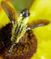 Image of Lepidophora lutea Painter 1962