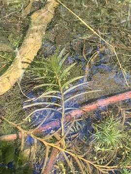 Image of Robbins' pondweed