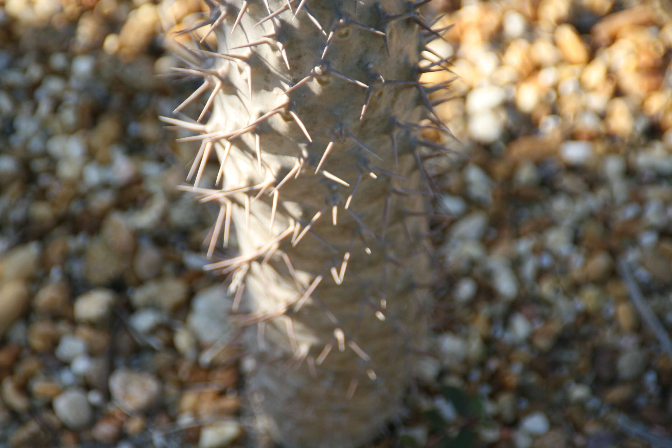 Image of Pachypodium lamerei Drake