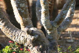 Image of Pachypodium lamerei Drake