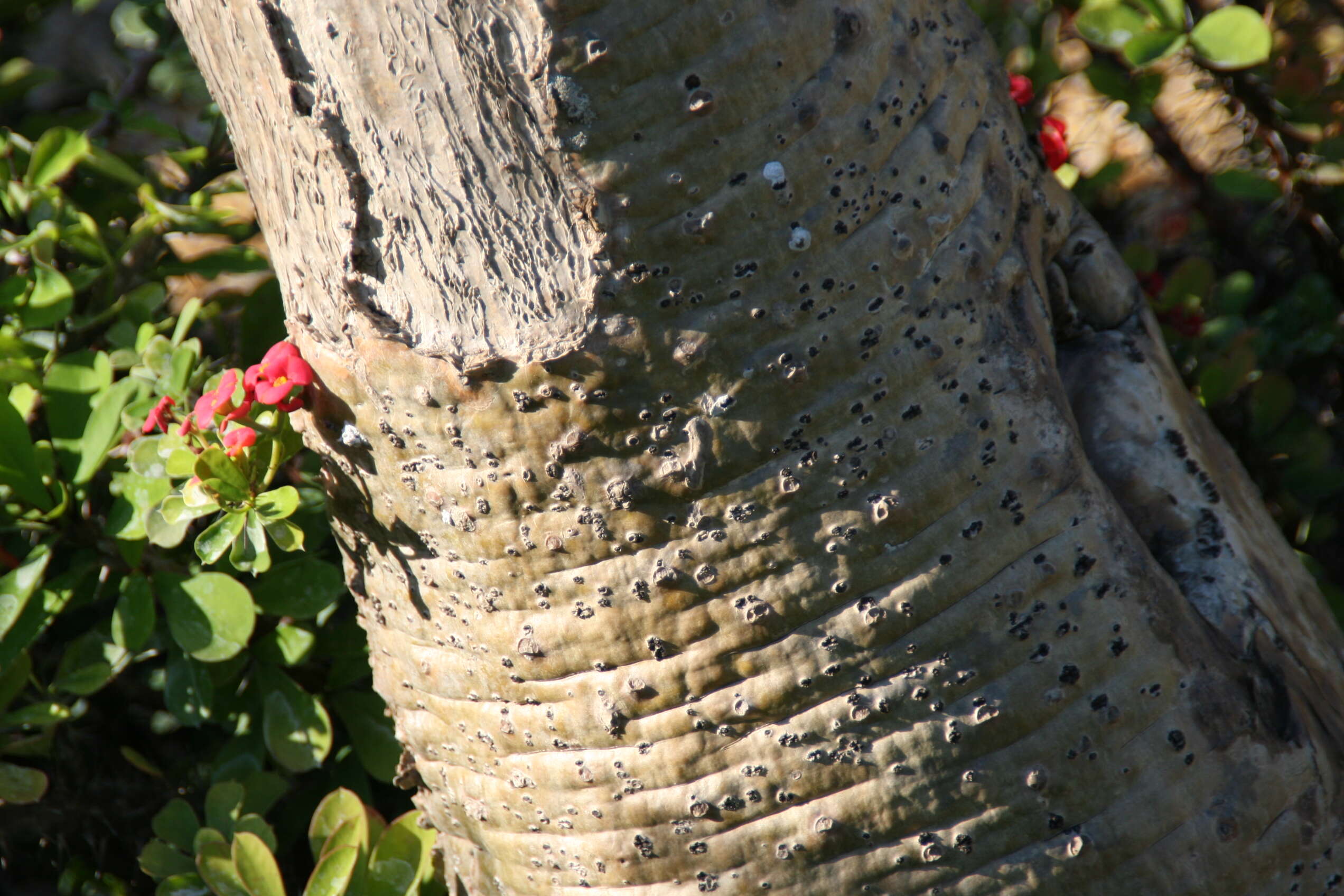 Image of Pachypodium lamerei Drake