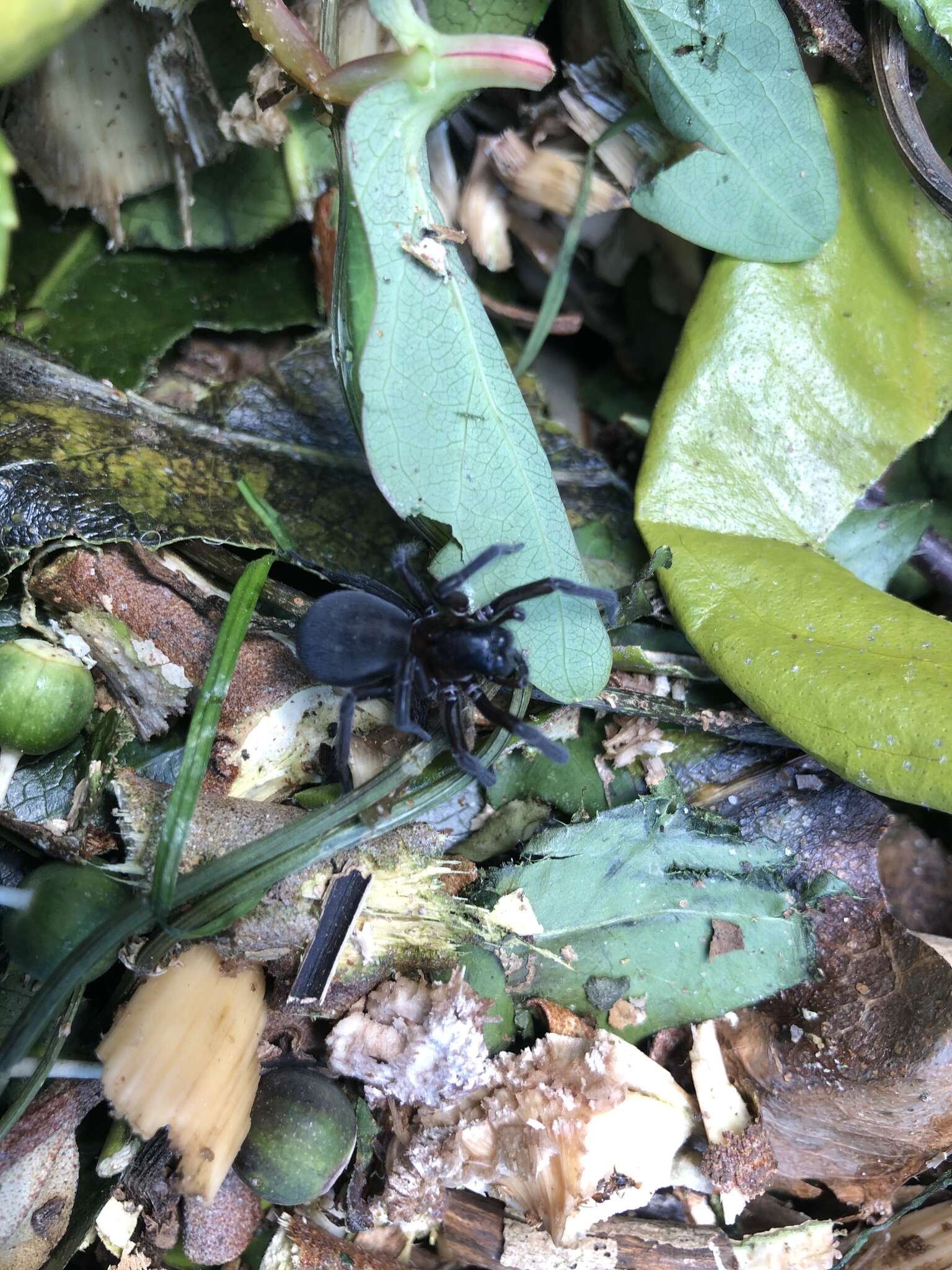 Image of Black lace-weaver