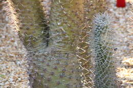 Image of Pachypodium lamerei Drake