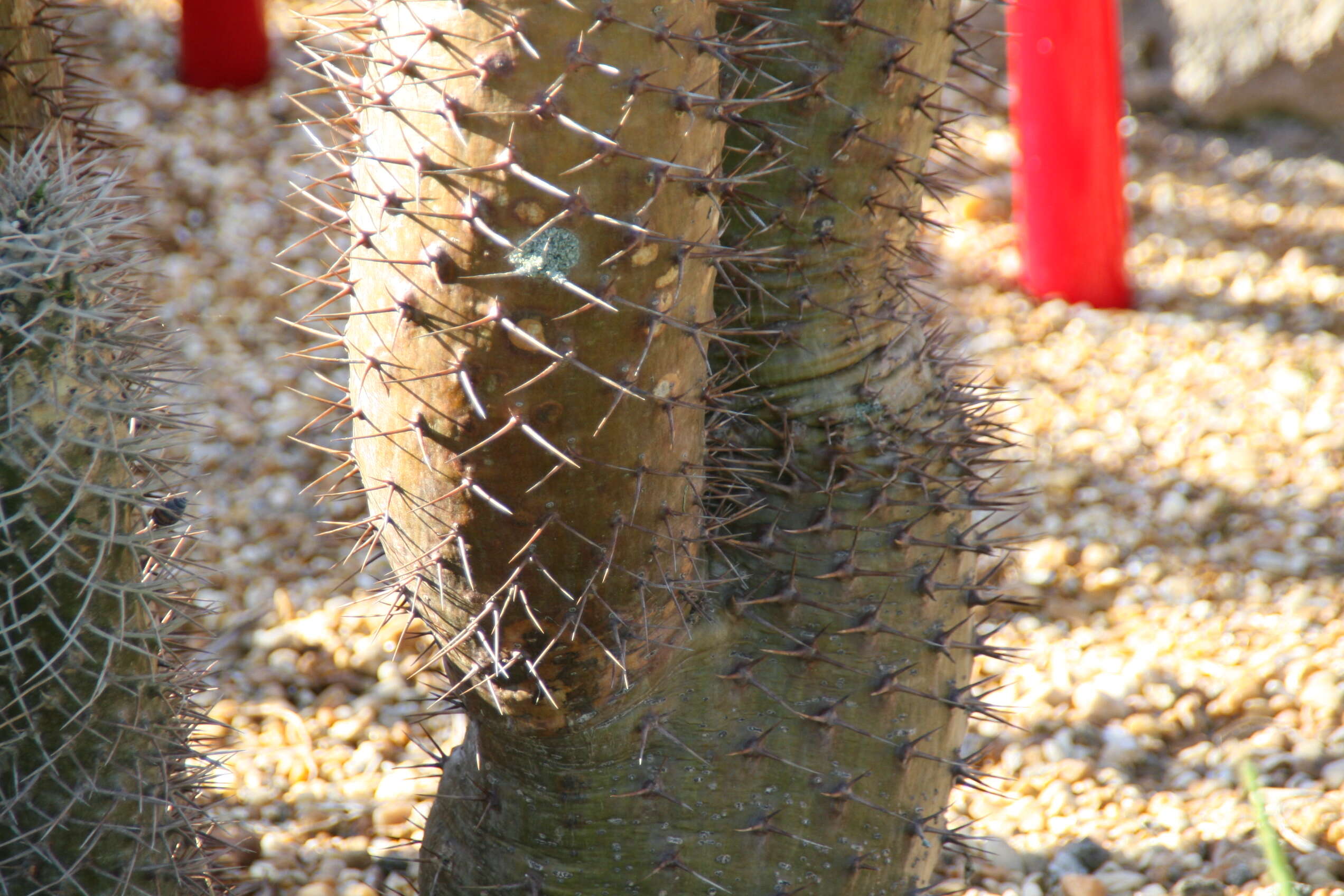 Image of Pachypodium lamerei Drake