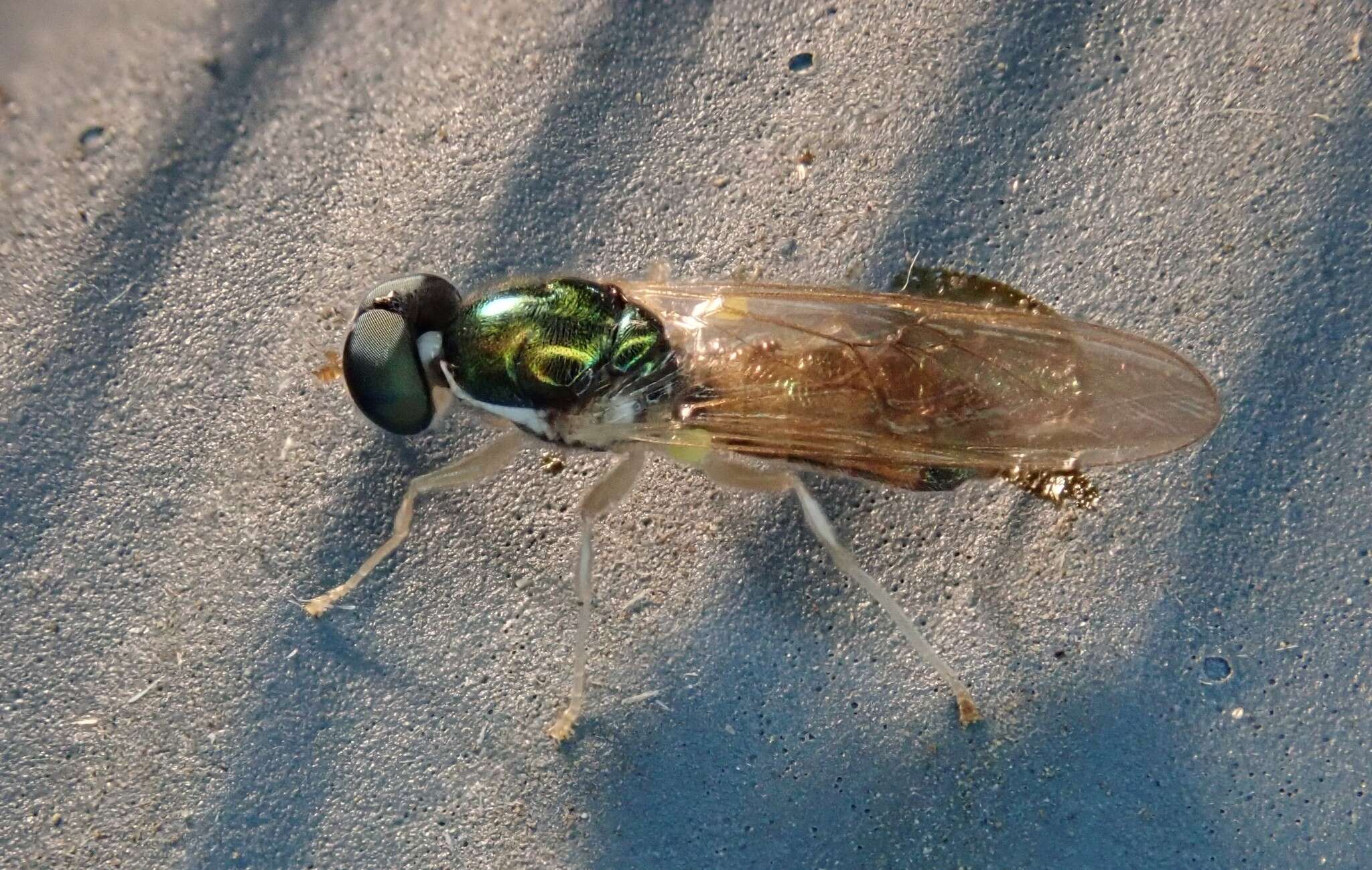 Image of Cephalochrysa canadensis (Curran 1927)