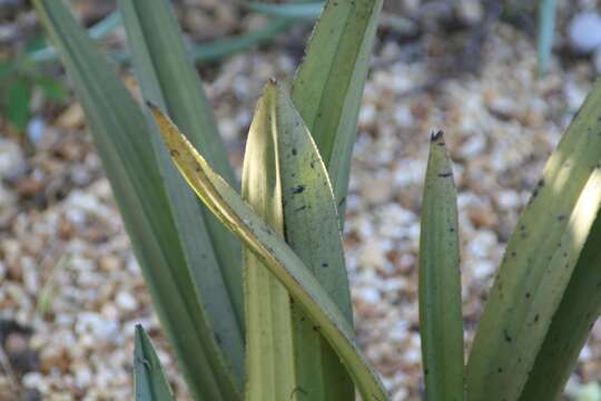 Image of Eulophia petersii (Rchb. fil.) Rchb. fil.