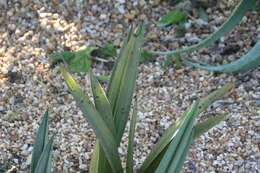 Image of Eulophia petersii (Rchb. fil.) Rchb. fil.