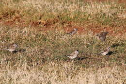 Image of Plum-headed Finch