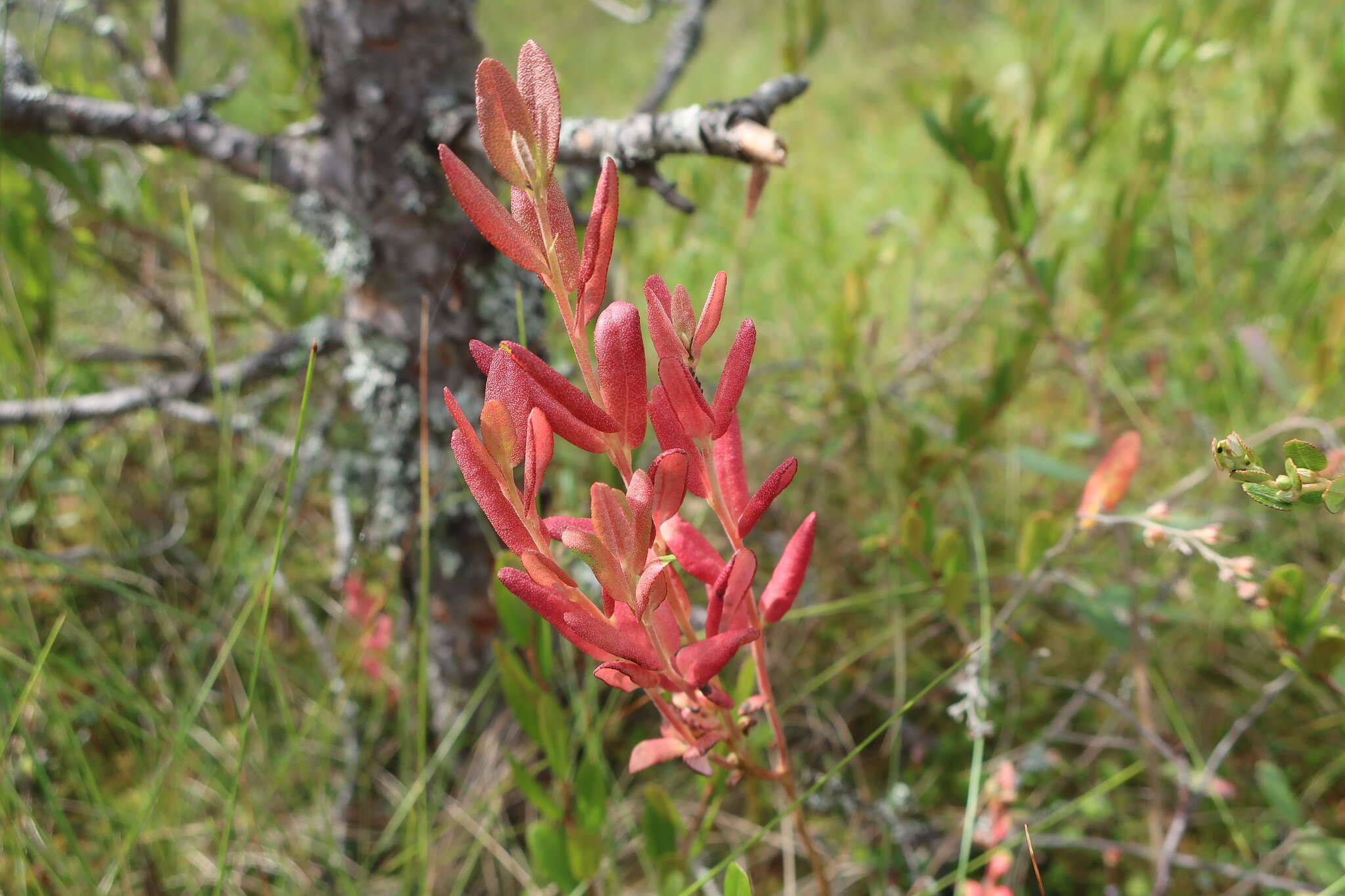 Image of Exobasidium savilei Nannf. 1981