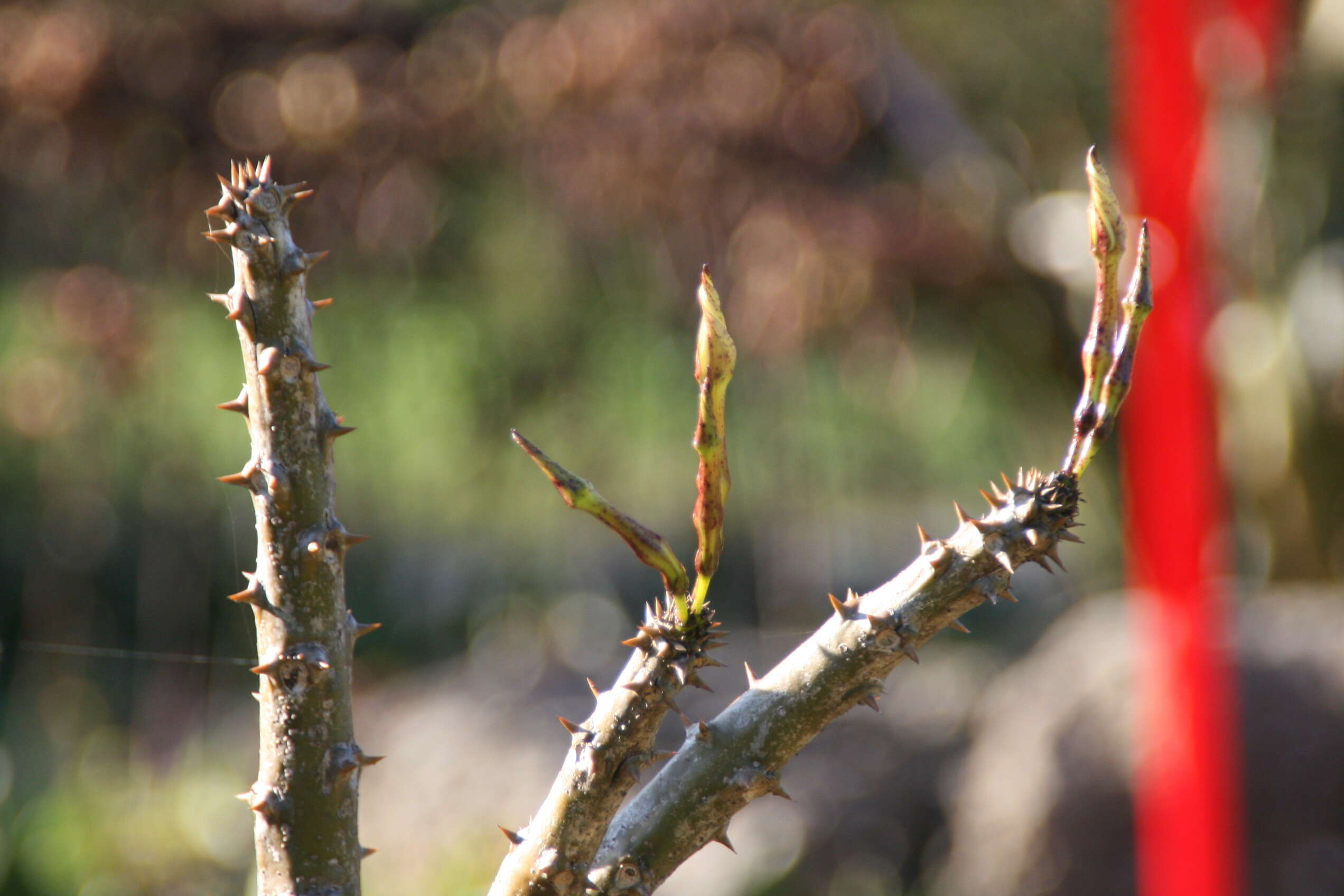 Image of Pachypodium rutenbergianum Vatke