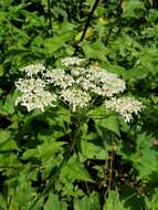 Image of Heracleum sphondylium subsp. elegans (Jacq.) Schübl. & G. Martens