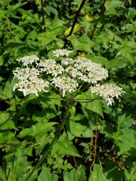 Heracleum sphondylium subsp. elegans (Jacq.) Schübl. & G. Martens的圖片