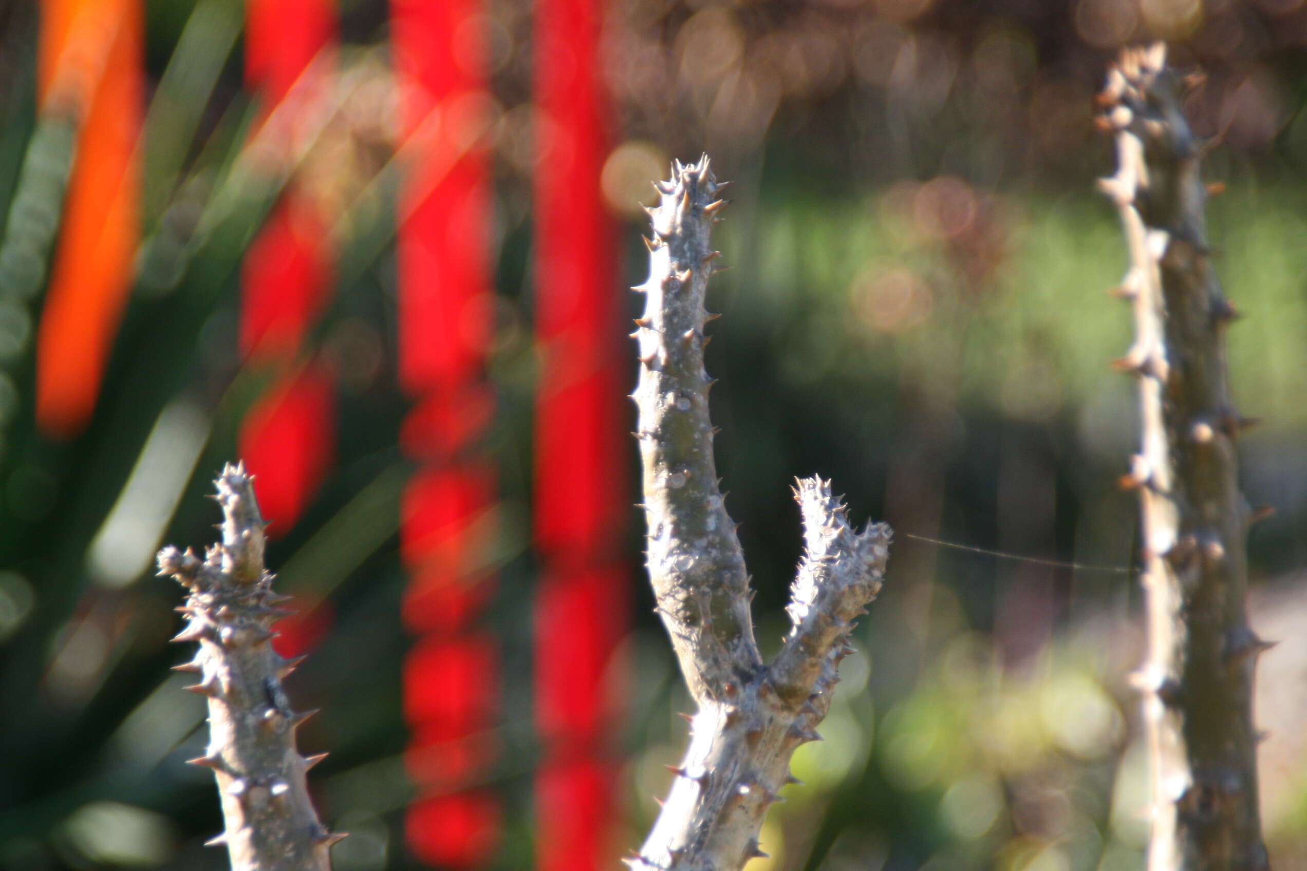 Image of Pachypodium rutenbergianum Vatke