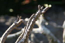 Image of Pachypodium rutenbergianum Vatke