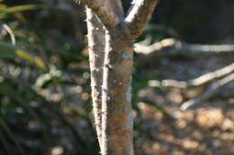 Image of Pachypodium rutenbergianum Vatke