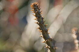 Image of Pachypodium rutenbergianum Vatke