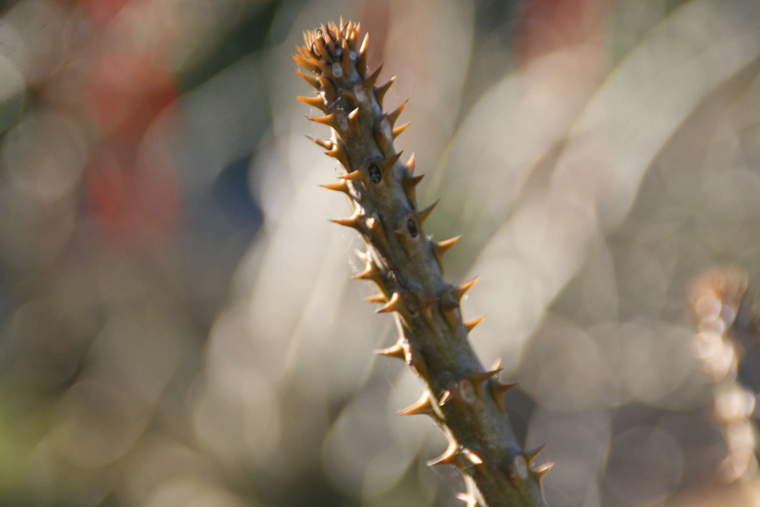 Image of Pachypodium rutenbergianum Vatke