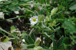 صورة Nonea versicolor (Stev.) Sweet