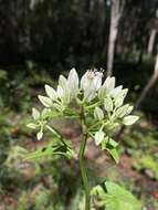 Image of Georgia Indian-Plantain