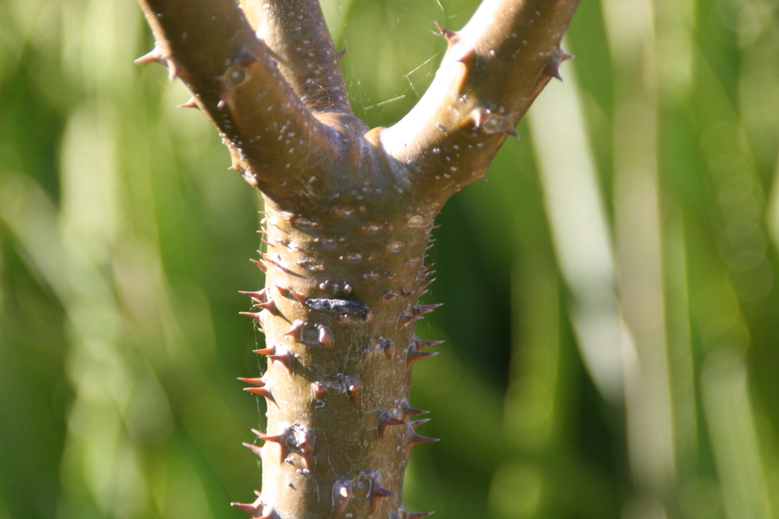 Image of Pachypodium rutenbergianum Vatke