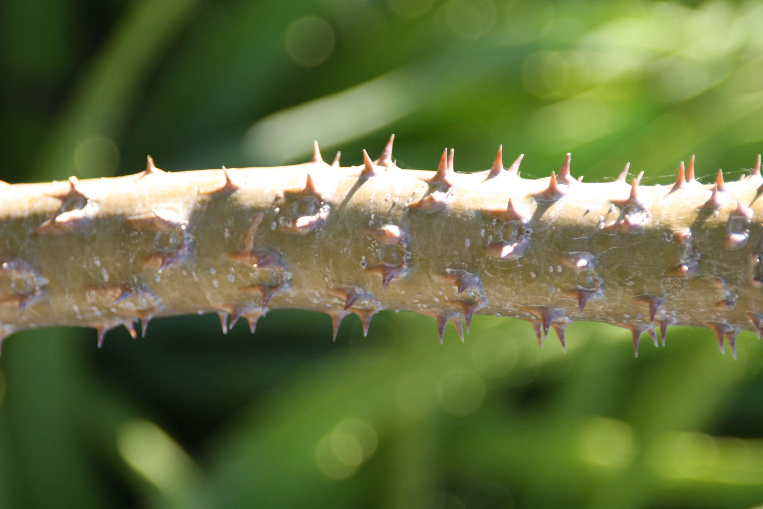 Image of Pachypodium rutenbergianum Vatke