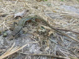 Image of Columbretes Wall Lizard