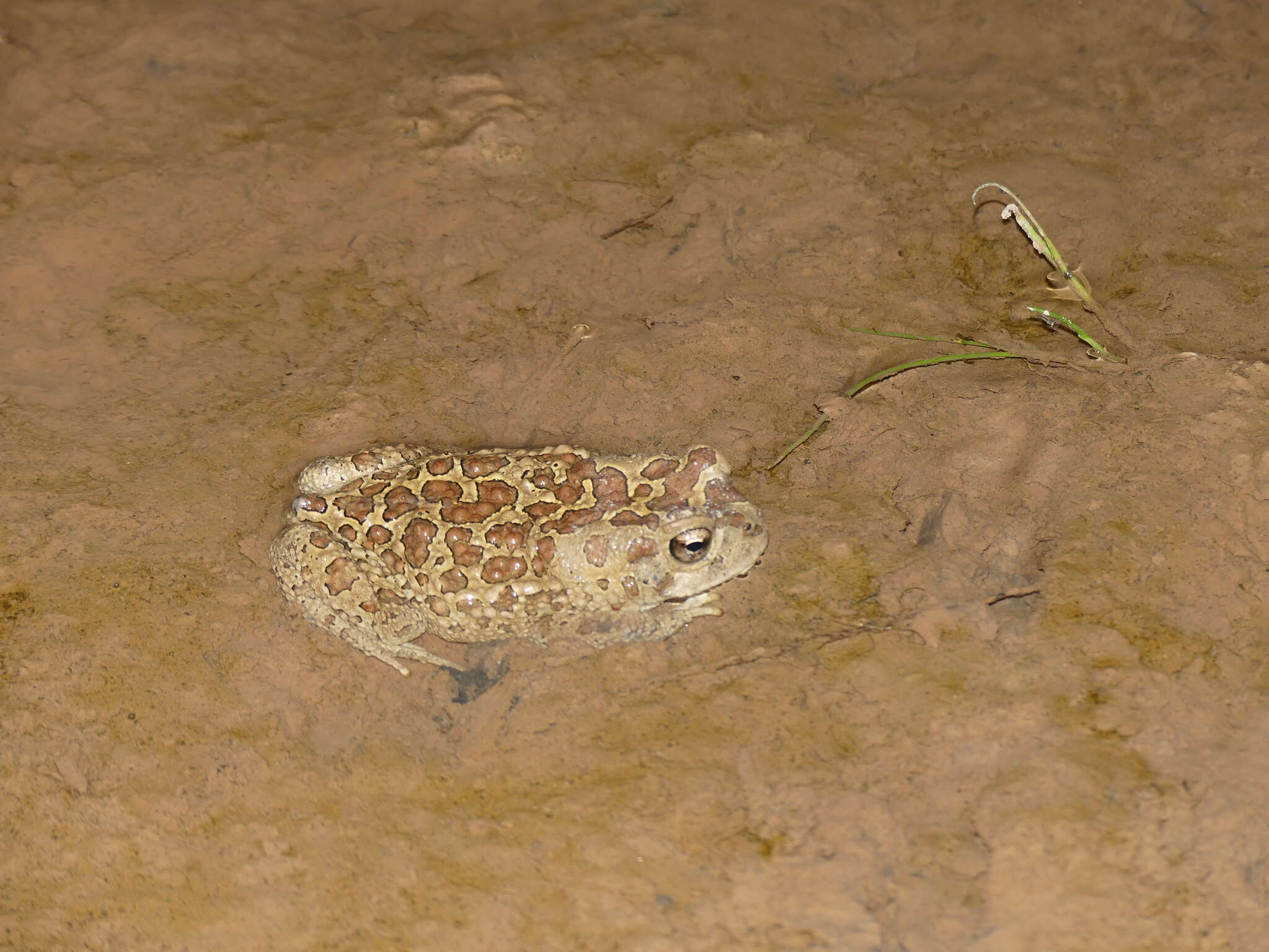 Image of Berber Toad