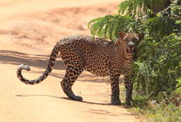 Image of Sri Lankan leopard