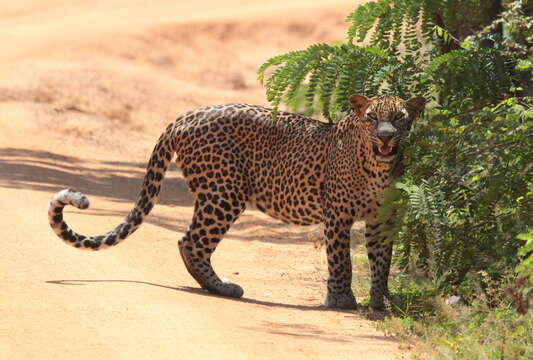 Imagem de Leopardo do Sri Lanka