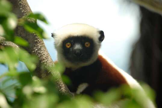 Image of Coquerel's Sifaka