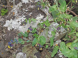 Cerinthe retorta Sm. resmi